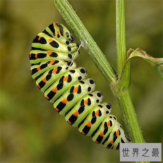 世界上最大的虫子，名字听起来就很高级