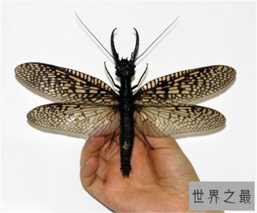 世界上最大的虫子，名字听起来就很高级