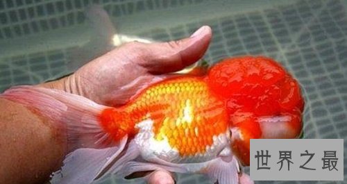 世界上最大的金鱼,有27厘米长