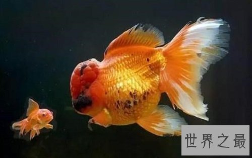 世界上最大的金鱼,有27厘米长