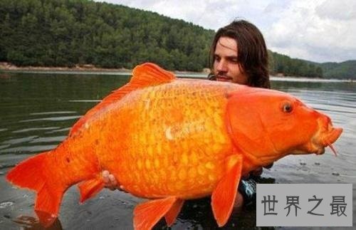 世界上最大的金鱼,有27厘米长