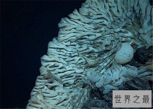 世界最大海绵,海绵的尺寸不可估量