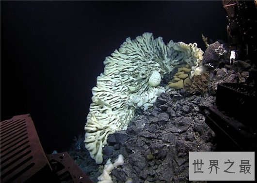 世界最大海绵,海绵的尺寸不可估量