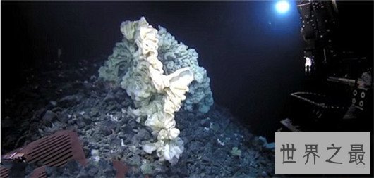 世界最大海绵,海绵的尺寸不可估量