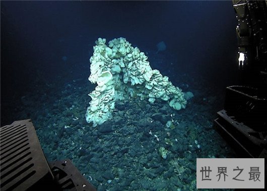 世界最大海绵,海绵的尺寸不可估量