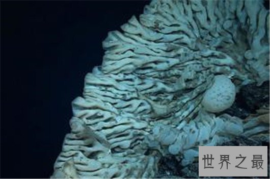 世界最大海绵,海绵的尺寸不可估量