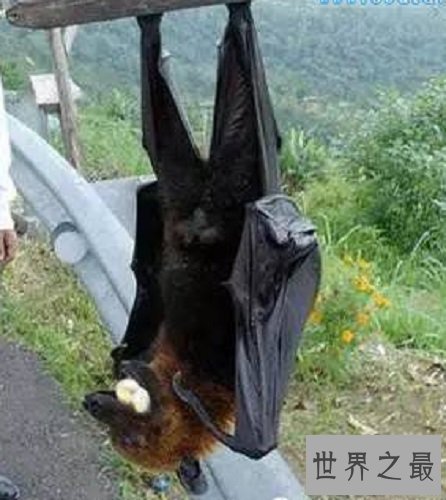 世界上最大的蝙蝠，展开翅膀比人都长