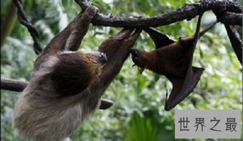世界上最大的蝙蝠，展开翅膀比人都长