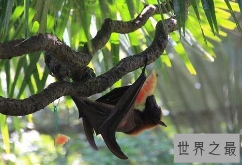 世界上最大的蝙蝠，展开翅膀比人都长