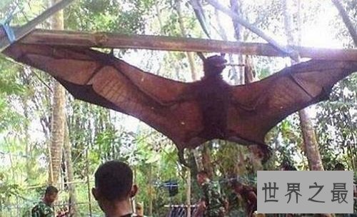 世界上最大的蝙蝠，展开翅膀比人都长