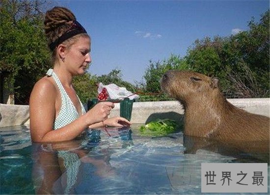 世界最大老鼠,你绝对不敢相信体型像狗脸像猪!