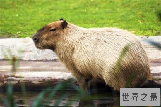 世界最大老鼠,你绝对不敢相信体型像狗脸像猪!