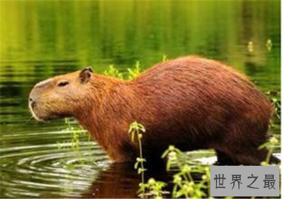 世界最大老鼠,你绝对不敢相信体型像狗脸像猪!