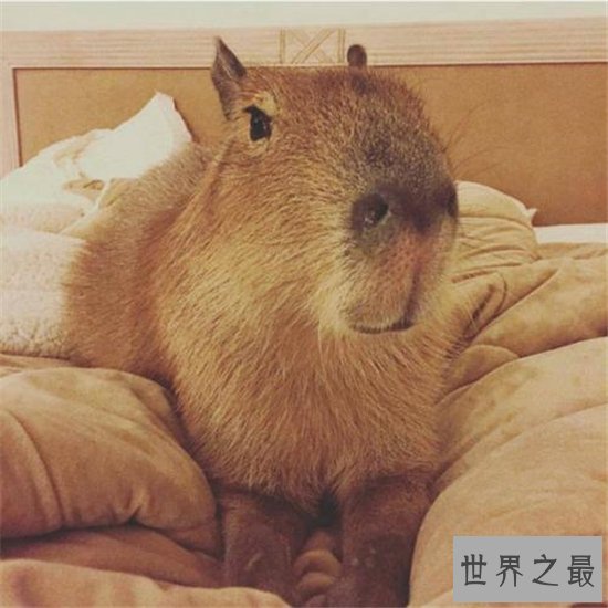 世界最大老鼠,你绝对不敢相信体型像狗脸像猪!