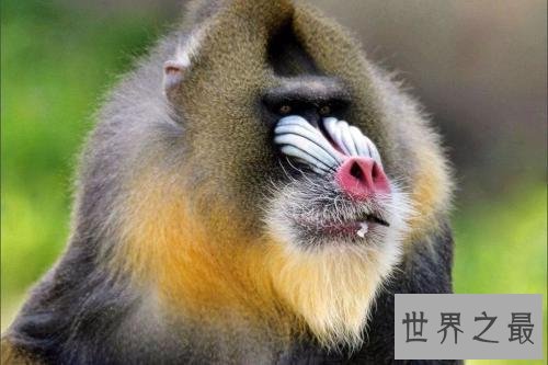 世界上最大的猴子,和人差不多高了。