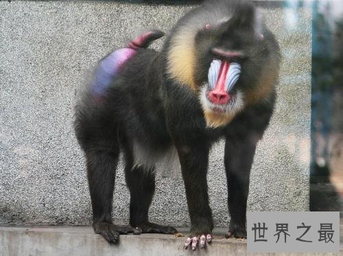 世界上最大的猴子,和人差不多高了。
