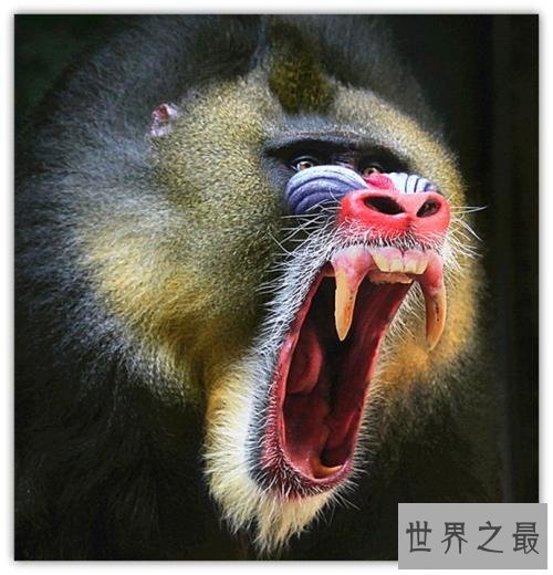 世界上最大的猴子,和人差不多高了。