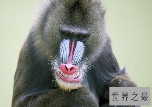 世界上最大的猴子,和人差不多高了。