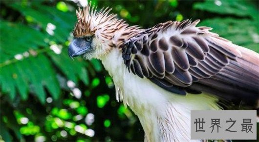 世界上最大的东西,盘点你想不到的世界最大