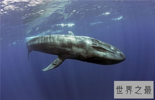 世界上最大的东西,盘点你想不到的世界最大