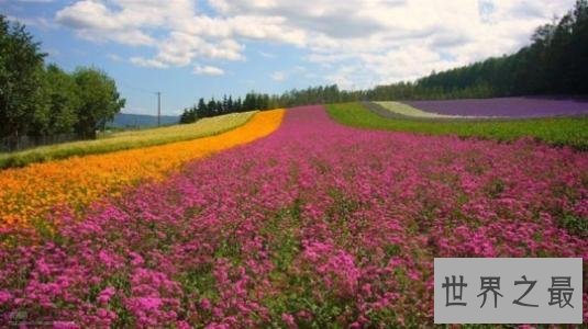 世界上最大的花海,28种不同的薰衣草面积高达4000公顷!