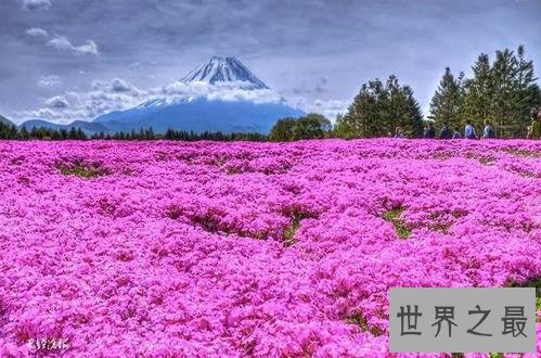 世界上最大的花海,28种不同的薰衣草面积高达4000公顷!