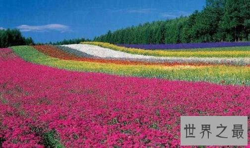 世界上最大的花海,28种不同的薰衣草面积高达4000公顷!