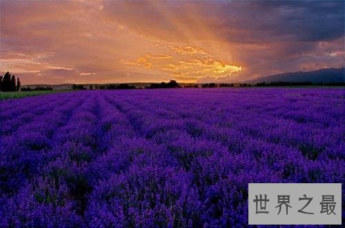 世界上最大的花海,28种不同的薰衣草面积高达4000公顷!