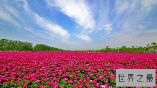 世界上最大的花海,28种不同的薰衣草面积高达4000公顷!