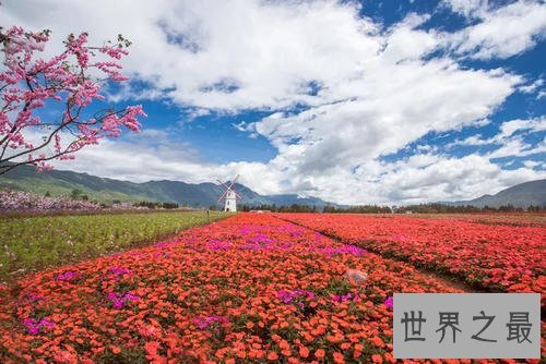 世界上最大的花海,28种不同的薰衣草面积高达4000公顷!