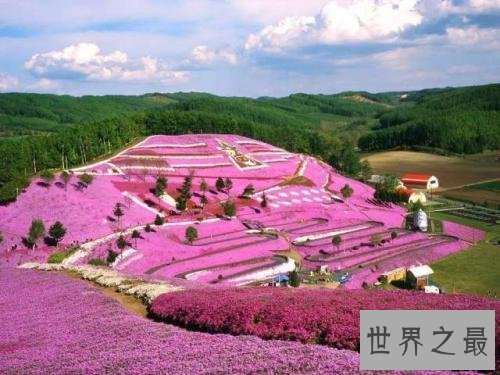 世界上最大的花海,28种不同的薰衣草面积高达4000公顷!