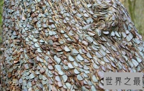 世界上最大的摇钱树,有密集恐惧症的人别看!