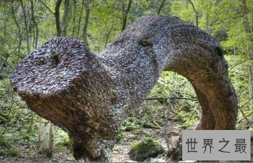 世界上最大的摇钱树,有密集恐惧症的人别看!
