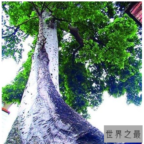 世界上最大的树,雪曼将军树身高达到110米左右。