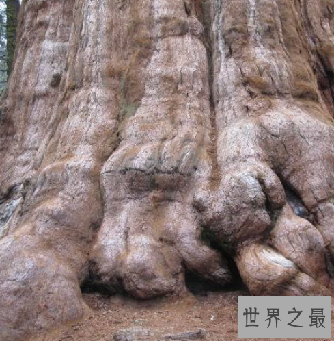 世界上最大的树,雪曼将军树身高达到110米左右。