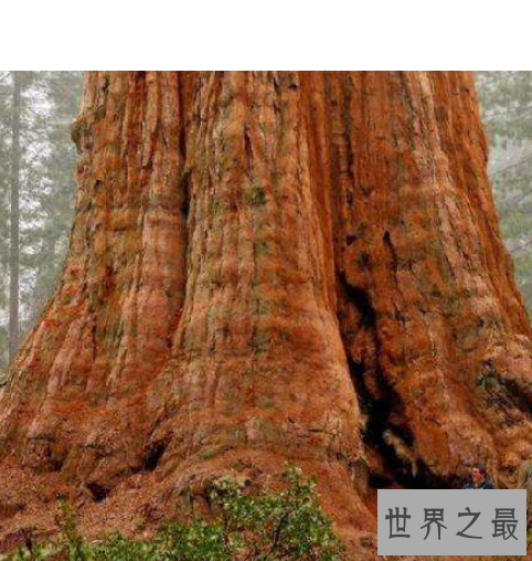 世界上最大的树,雪曼将军树身高达到110米左右。