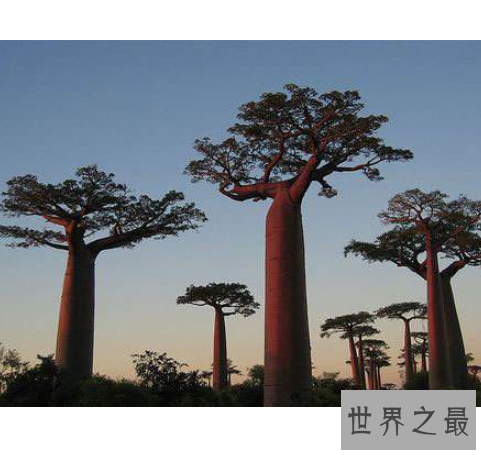 世界上最大的树,雪曼将军树身高达到110米左右。