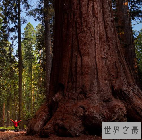 世界上最大的树,雪曼将军树身高达到110米左右。