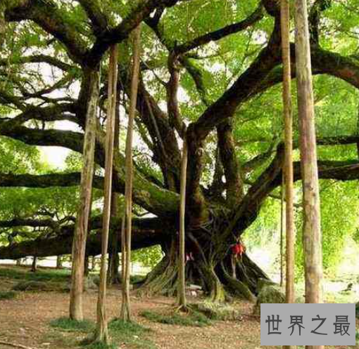 世界上最大的树,雪曼将军树身高达到110米左右。