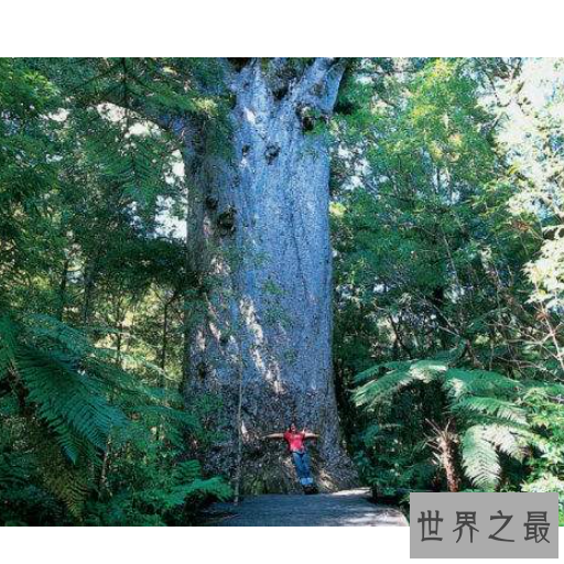 世界上最大的树,雪曼将军树身高达到110米左右。