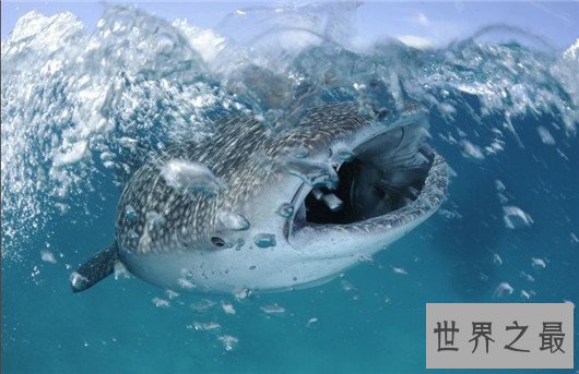 世界上最大的鲨鱼,鲸鲨体长可达20米(对游艇有敌意)
