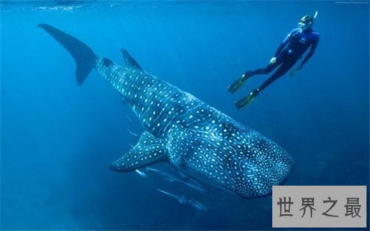 世界上最大的鲨鱼,鲸鲨体长可达20米(对游艇有敌意)