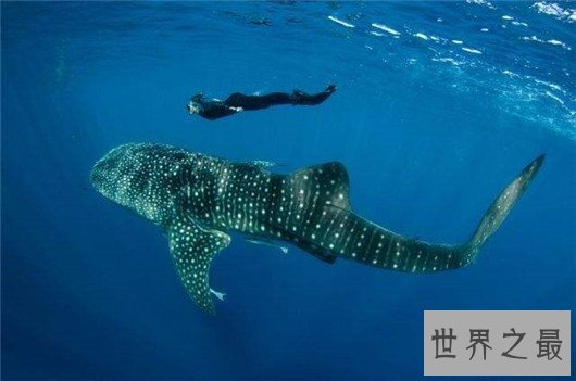 世界上最大的鲨鱼,鲸鲨体长可达20米(对游艇有敌意)
