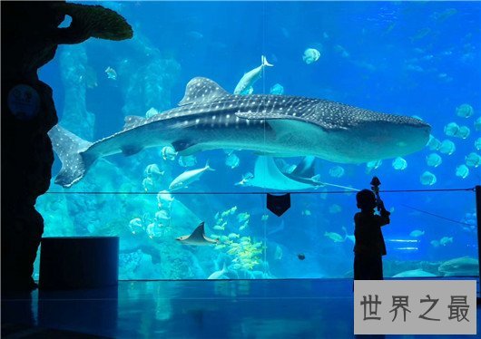 世界上最大的鲨鱼,鲸鲨体长可达20米(对游艇有敌意)