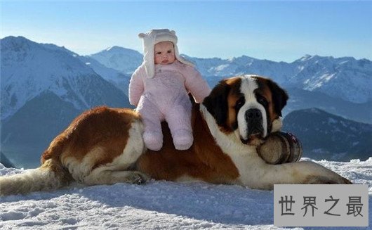 世界上最大的十个狗品种排名,大丹犬甚至比马高(2.2米高)