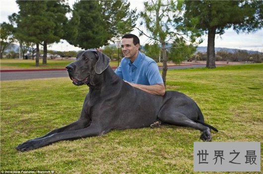 世界上最大的十个狗品种排名,大丹犬甚至比马高(2.2米高)