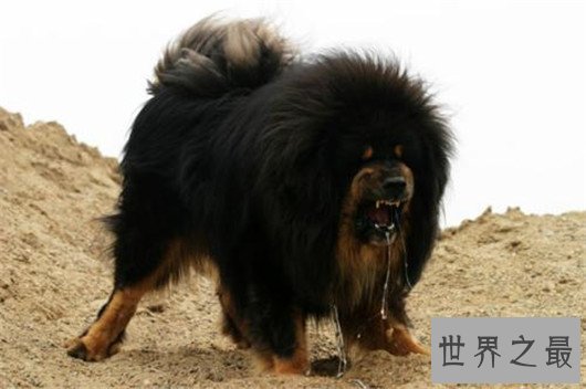 世界上最大的十个狗品种排名,大丹犬甚至比马高(2.2米高)