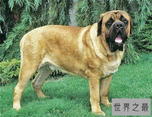 世界上最大的十个狗品种排名,大丹犬甚至比马高(2.2米高)