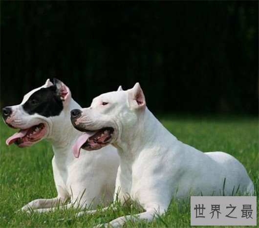 世界上最大的十个狗品种排名,大丹犬甚至比马高(2.2米高)
