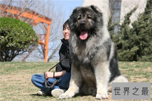 世界上最大的十个狗品种排名,大丹犬甚至比马高(2.2米高)